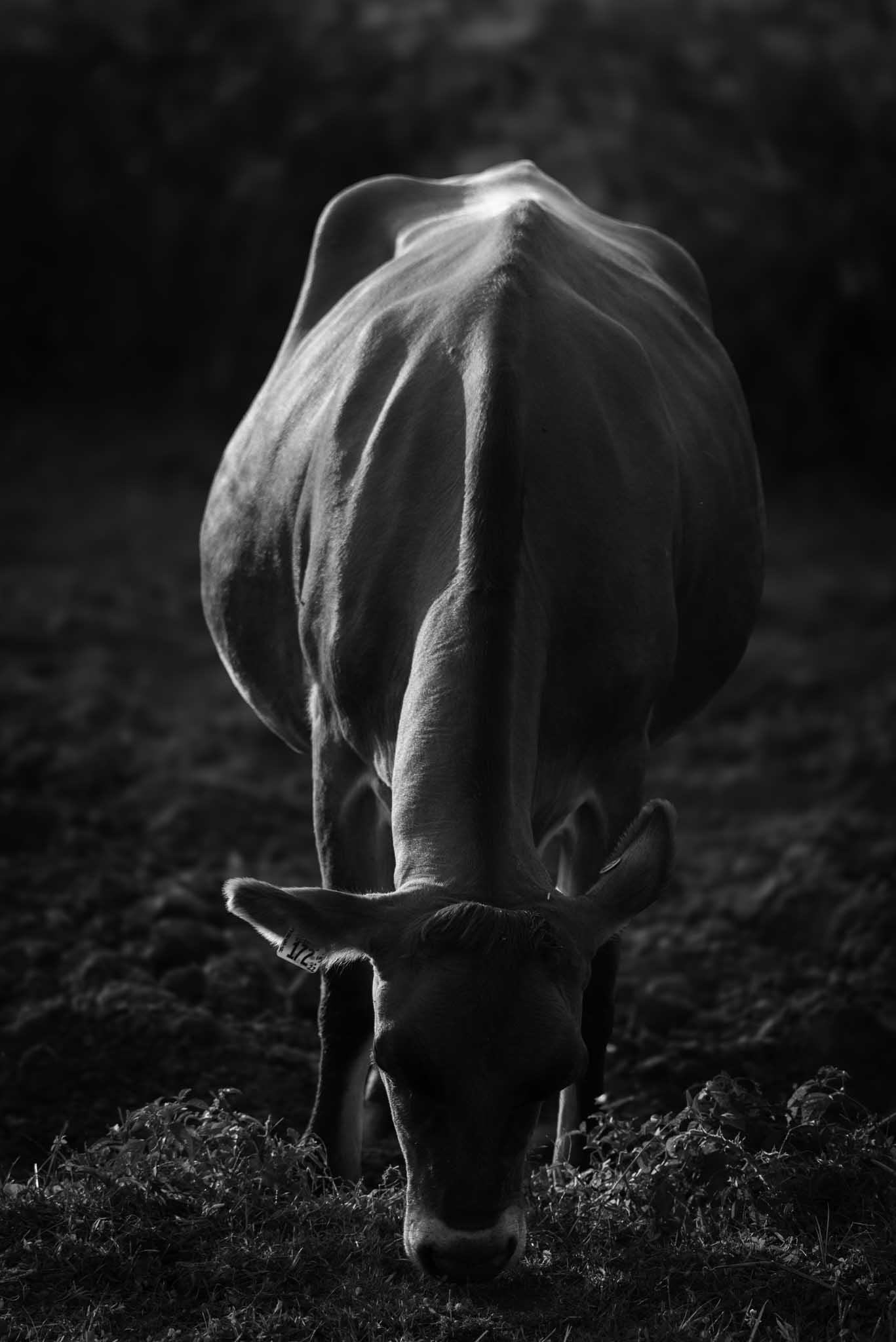 Cow Black and White